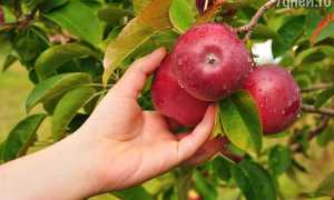 К чему снятся яблоки во сне: красные, зелёные, много в вазе или на дереве — толкование и значение