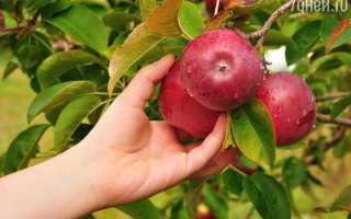 К чему снятся яблоки во сне: красные, зелёные, много в вазе или на дереве — толкование и значение