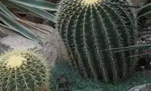 Какие цветы нельзя держать дома: приметы о комнатных растениях и их влияние