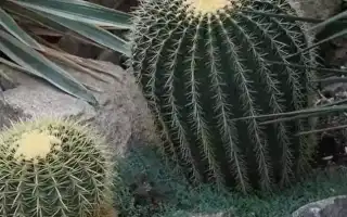 Какие цветы нельзя держать дома: приметы о комнатных растениях и их влияние