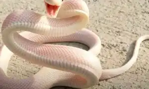 К чему снится белая змея в разных культурах