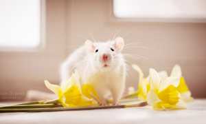 К чему снится во сне крыса в моем или чужом доме: толкование и значение