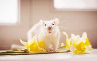 К чему снится во сне крыса в моем или чужом доме: толкование и значение