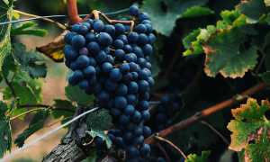К чему снится виноград во сне гроздьями: только сбывающиеся толкования и их значение
