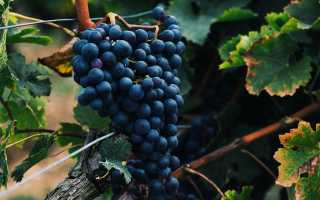 К чему снится виноград во сне гроздьями: только сбывающиеся толкования и их значение