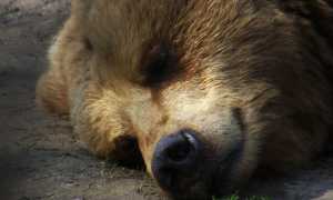 К чему снится добрый медведь в наших снах