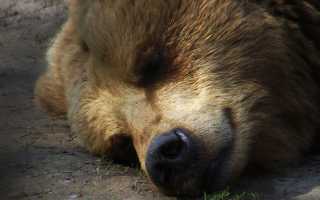 К чему снится добрый медведь в наших снах