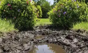 К чему снится грязь в сновидениях