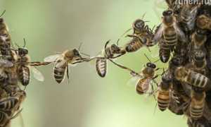 К чему снятся пчёлы во сне: много, рой, кусают, летают и их значение