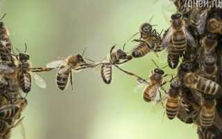 К чему снятся пчёлы во сне: много, рой, кусают, летают и их значение