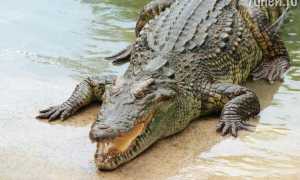 К чему снится крокодил во сне женщине, девушке, мужчине: толкование и значение