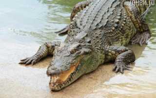 К чему снится крокодил во сне женщине, девушке, мужчине: толкование и значение