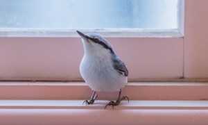 Залетела птица в окно: к чему это может привести