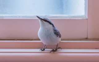 Залетела птица в окно: к чему это может привести