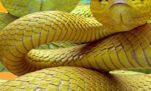 К чему снятся жёлтая змея во сне: толкование и значение