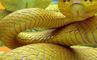 К чему снятся жёлтая змея во сне: толкование и значение