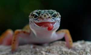 К чему снится ящерица во сне: только правдивые толкования и их значение