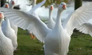 К чему снятся гуси во сне по сонникам: толкование и значение