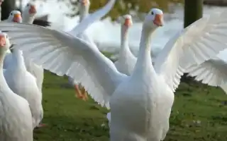 К чему снятся гуси во сне по сонникам: толкование и значение