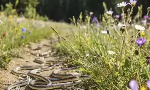 К чему снится много змей во сне: толкование и значение