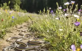 К чему снится много змей во сне: толкование и значение
