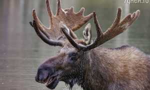 К чему снится лось во сне с рогами и без по сонникам: значение и толкование