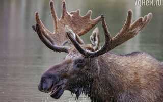 К чему снится лось во сне с рогами и без по сонникам: значение и толкование