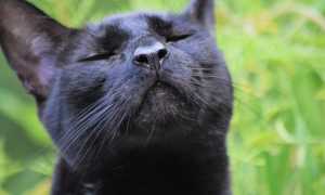 К чему снится чёрная кошка во сне: сбывающиеся толкования и их значение