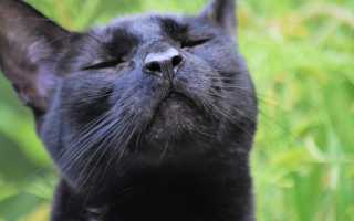 К чему снится чёрная кошка во сне: сбывающиеся толкования и их значение