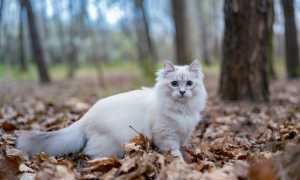 К чему снится белая пушистая кошка во сне женщине, девушке, мужчине: толкование и значение