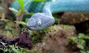 Сонник: змея в воде и её значение