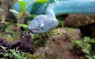 Сонник: змея в воде и её значение