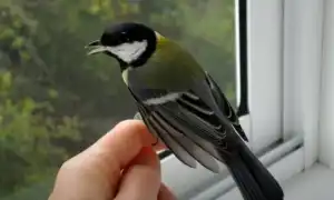 К чему снится птица в руках во сне: только сбывающиеся толкования и их значение