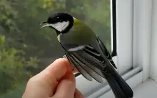 К чему снится птица в руках во сне: только сбывающиеся толкования и их значение