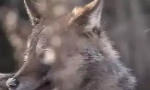 Почему снятся волки во сне замужней женщине, незамужней девушке и мужчине: толкование и значение