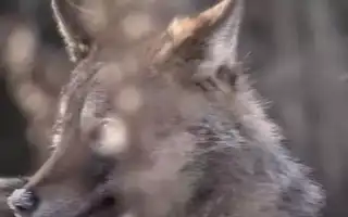 Почему снятся волки во сне замужней женщине, незамужней девушке и мужчине: толкование и значение