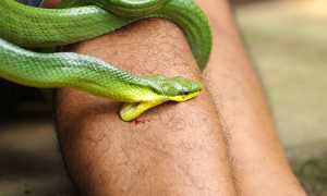 К чему снится, что во сне укусила змея за руку: толкование и значение