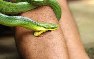 К чему снится, что во сне укусила змея за руку: толкование и значение