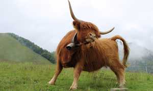 К чему снится бык женщине, девушке, мужчине во сне: толкование и значение