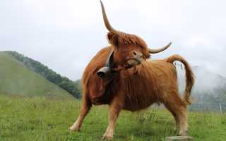 К чему снится бык женщине, девушке, мужчине во сне: толкование и значение