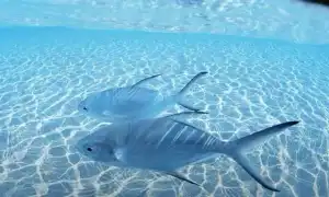 Что снится к беременности женщине во сне, кроме рыбы, и как это интерпретировать