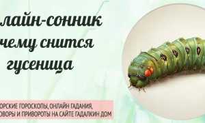 К чему снятся гусеницы во сне женщине, девушке, мужчине: толкование и значение