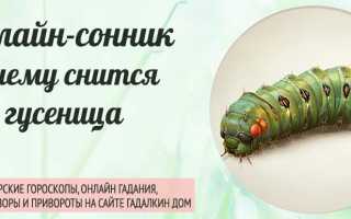 К чему снятся гусеницы во сне женщине, девушке, мужчине: толкование и значение