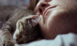 К чему снится, что напала кошка во сне, женщине и мужчине – толкование и значение