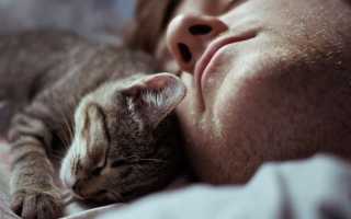 К чему снится, что напала кошка во сне, женщине и мужчине – толкование и значение