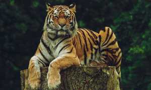 Сонник: приснился тигр во сне женщине, девушке, мужчине – значение и толкование