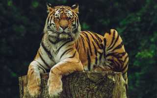 Сонник: приснился тигр во сне женщине, девушке, мужчине – значение и толкование