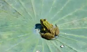 К чему снятся лягушки во сне женщине, девушке, мужчине: толкование и значение