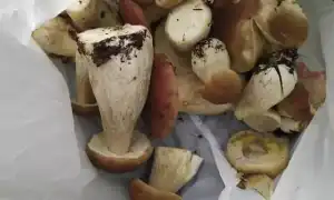 К чему снится собирать грибы во сне женщине, девушке, мужчине: толкование и значение