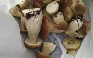 К чему снится собирать грибы во сне женщине, девушке, мужчине: толкование и значение